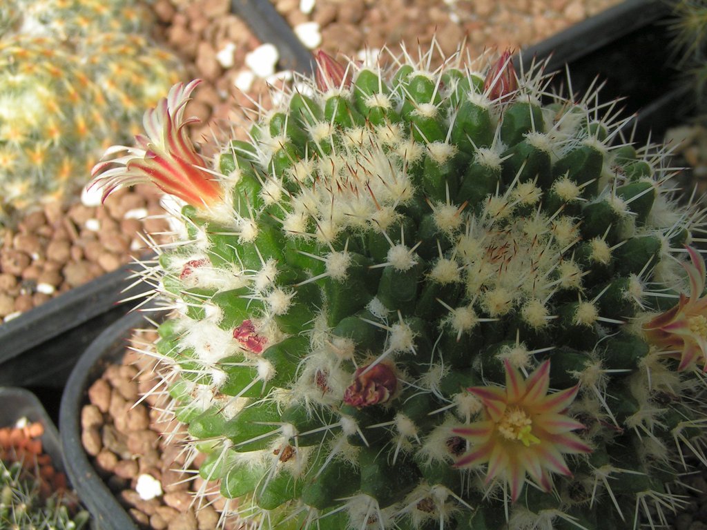 Mammillaria conzatii